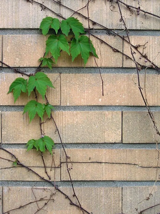 Beige exterior wall tiles with green ivy